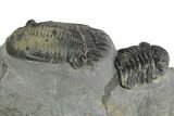 Multi-Toned Mrakibina Trilobite with Morocops - Mrakib, Morocco #353043-3
